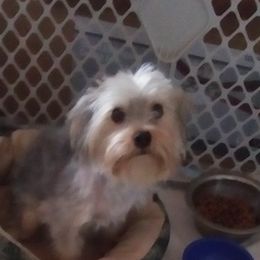 Little Buddy - Yorkshire Terrier