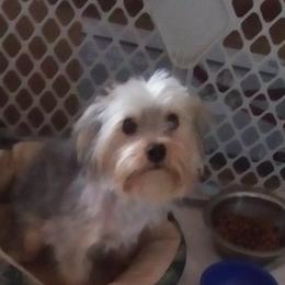 Little Buddy - Yorkshire Terrier