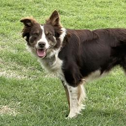 Border Collies from JM Cattle Co