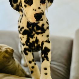 Dalmatian Puppies from Revere Dalmatians