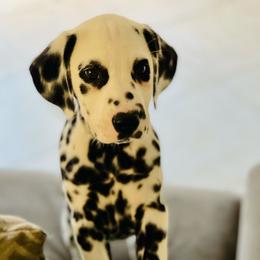 Dalmatian Puppies from Revere Dalmatians