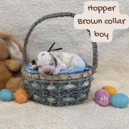 Hopper - Parti male Goldendoodle puppy in Taylorsville, North Carolina from Doggone Dixie Doodles