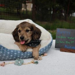 Benji (Green collar) - Cream male Dachshund puppy in Prospect, Oregon from Spunky Sausage Pups