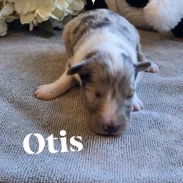 Otis - Sable merle and white male Shetland Sheepdog puppy in Gladbrook, Iowa from T Triple C Shelties
