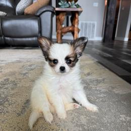 Lucie's white and sable boy 2 - White and sable male Papillon puppy in Shirley, Arkansas from Lucky Pups