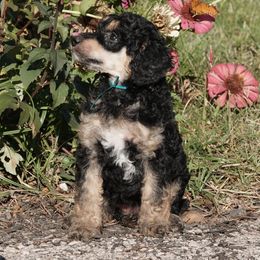 Poodle Puppies from Antigua Standard Poodles