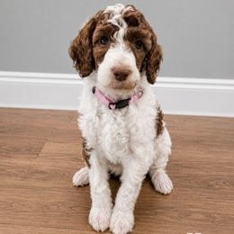 Sally - Parti female Poodle puppy in Dover, Delaware from Dogtastic Poodles