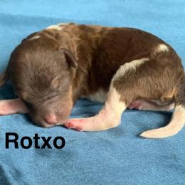 Rotxo - Parti male Labradoodle puppy in Murray, Utah from Swann's Kennels