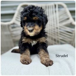 Strudel - Tri-color female Bernedoodle puppy in Pennsylvania from Bells Bernedoodles