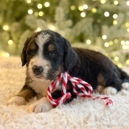 Peppermint (female) - Tri-color female Bernedoodle puppy in Bellville, Ohio from Bernedoodle Buddies