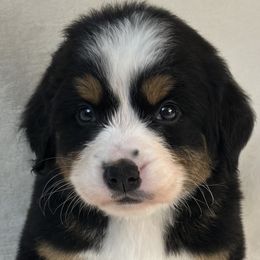 Donner - Bernese Mountain Dog puppy from N.W. Mountain Retrievers