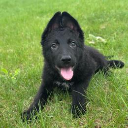 Aqua - Yuli - Black female German Shepherd puppy in Iola, Wisconsin from Aus Hütehunde German Shepherds