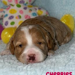 Cherries - Red  female Goldendoodle puppy in Beecher, Illinois from Erica’s Doodles