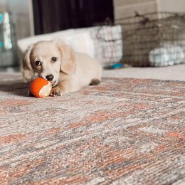 Dachshund Puppies from Karas Royal Dachshunds