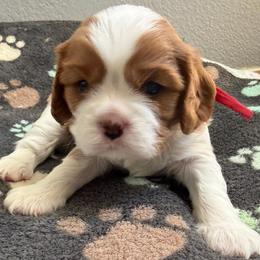 Kubo Red collar - Blenheim male Cavalier King Charles Spaniel puppy in Fontana, California from Magical Cavaliers