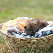 Boy 2 - Sesame Shikoku puppy in Pennsylvania from Aoiyama Sou Shikoku Kennel