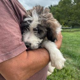 Turquoise - Brindle and white female Saint Berdoodle puppy in Batavia, Ohio from Donciedoodlesohio.com