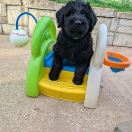 Giant Schnauzer Puppies from Riesenschnauzers von Reh Bach