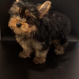 Marley - Black and gold male Yorkshire Terrier puppy in Colmesneil, Texas from Wanda Toparcean's Yorkies