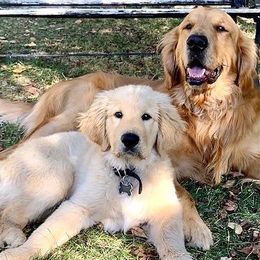 Golden Retrievers from Gigi Salazar's Golden Retrievers