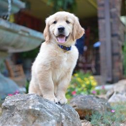 Golden Retriever Puppies from Top of the Hill Goldens