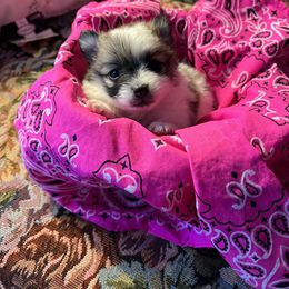 Paimon - Tri-colored Pomeranian puppy in Shawnee, Oklahoma from Keyz Pomeranians