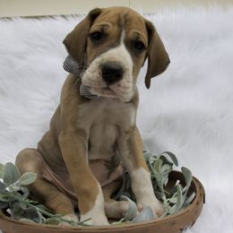 Great Dane Puppies from Cook’s Gentle Giants