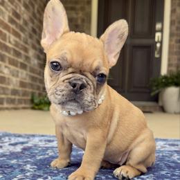 Sis - Brindle female French Bulldog puppy in Willis, Texas from Maranda Cianceruso