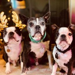 Boston Terriers and German Shorthaired Pointers from Fanfare Bostons and Shorthairs