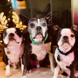 Boston Terriers and German Shorthaired Pointers from Fanfare Bostons and Shorthairs