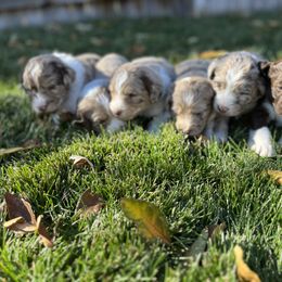 Aussiedoodle Puppies from Jojo the Denver Aussie