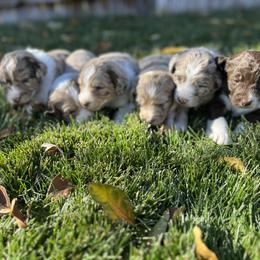 Aussiedoodle Puppies from Jojo the Denver Aussie