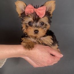 Pomeranian and Yorkshire Terrier Puppies from BC Breeders Association