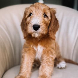 Mr.Miyagi - Apricot male Goldendoodle puppy in Lakeland, Florida from Nozomi Farms