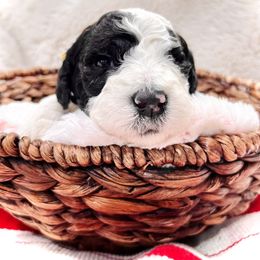 Sheepadoodle Puppies from Maplesierradoodles
