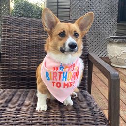 Pembroke Welsh Corgis from Gabel’s Corgi’s