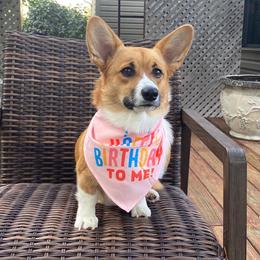 Pembroke Welsh Corgis from Gabel’s Corgi’s