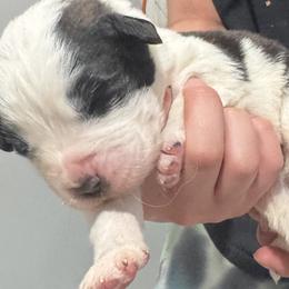 Saint Bernard Puppies from M&R SKYHAVEN SAINTS