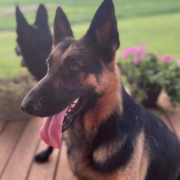 German Shepherds from Lisa Woosley's German Shepherds