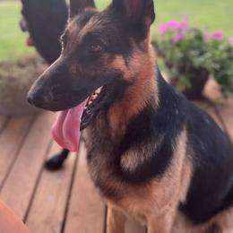 German Shepherds from Lisa Woosley's German Shepherds