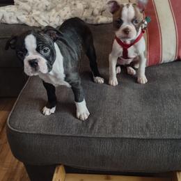 Boston Terrier and French Bulldog Puppies from Reds Studio