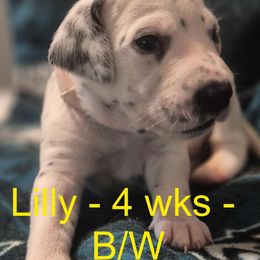 Lily - White and liver brown Dalmatian puppy in Sylvania, Georgia from Dipping Dot Dalmatians