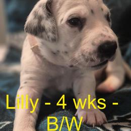 Lily - White and liver brown Dalmatian puppy in Sylvania, Georgia from Dipping Dot Dalmatians