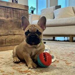 French Bulldog Puppies from Wasatch French Bulldogs
