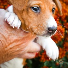 Luke - Red and white male Basenji puppy in San Diego, California from Triforce Basenjis