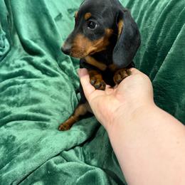 Pete - Black and tan male Dachshund puppy in Mountain Home, Arkansas from Furry Friends Kennel