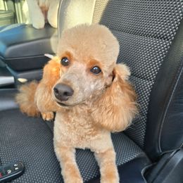 Scarlett - Poodle