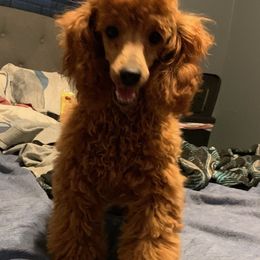 Golden's Really Red Ruthie - Poodle