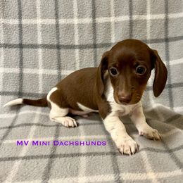 Frosting - Piebald male Dachshund puppy in Carlsbad, Texas from MV Mini Dachshunds