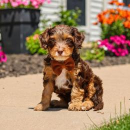 Champ - Merle male Cavapoo puppy in London, Kentucky from Blue Meadow Puppies